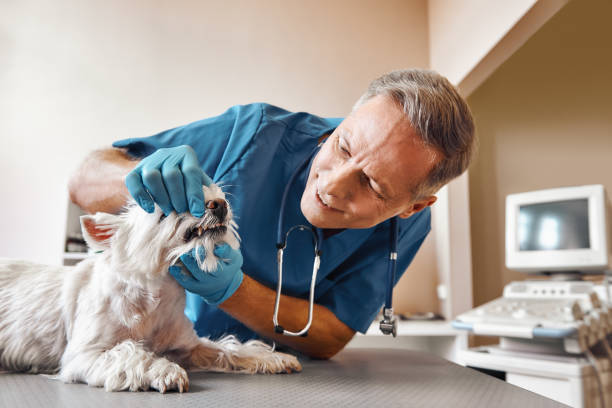 Best Emergency Dental Surgery in Five Forks, SC